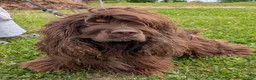 Cocker Spaniel dogs for sale: Yeller - Ad 7