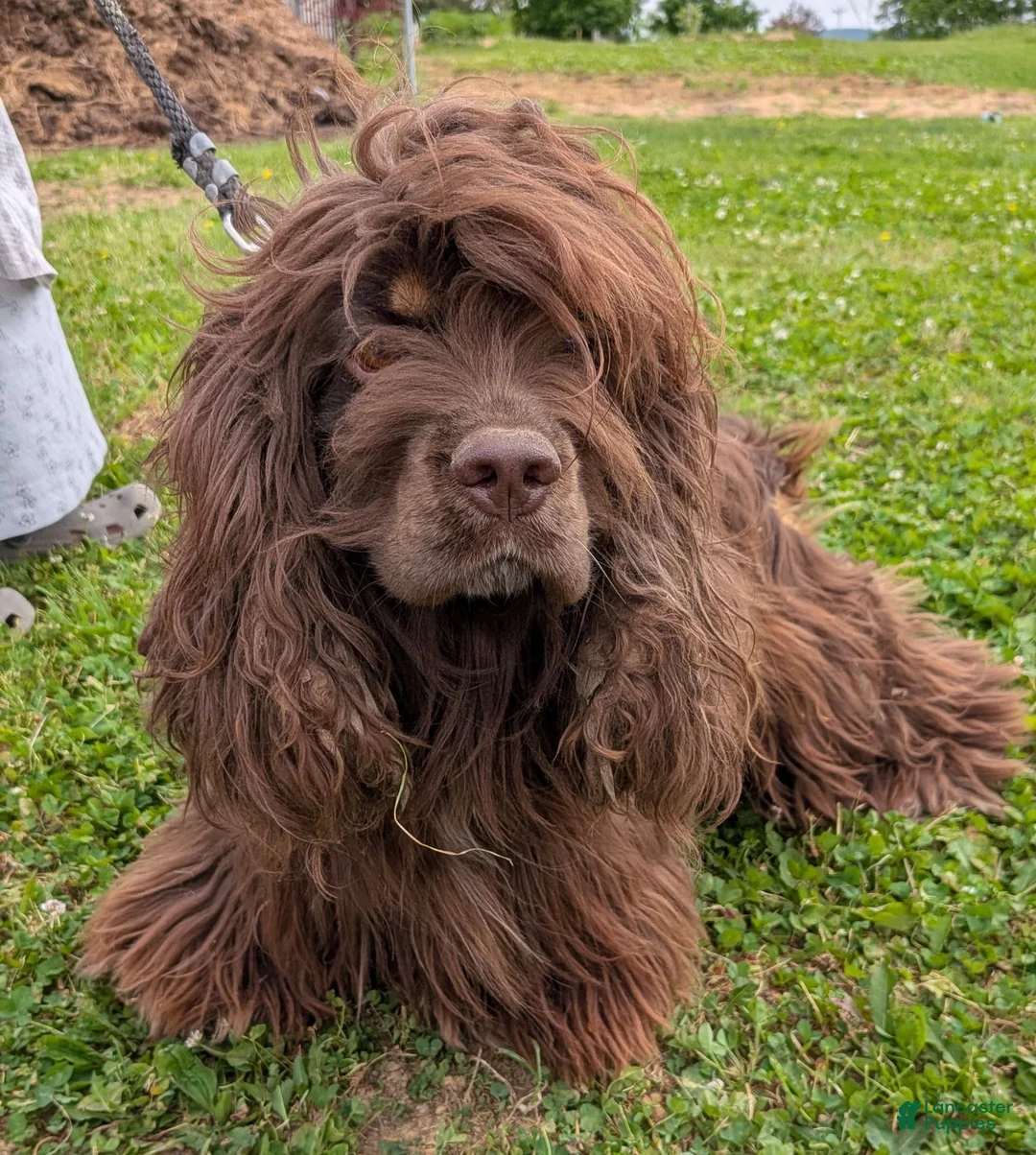Cocker Spaniel dogs for sale: Yeller - Ad 7