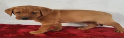 Labrador Retriever dogs for sale: Jasper - Ad 6