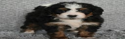 Mini Bernedoodle dogs for sale: Hunter - Ad 3
