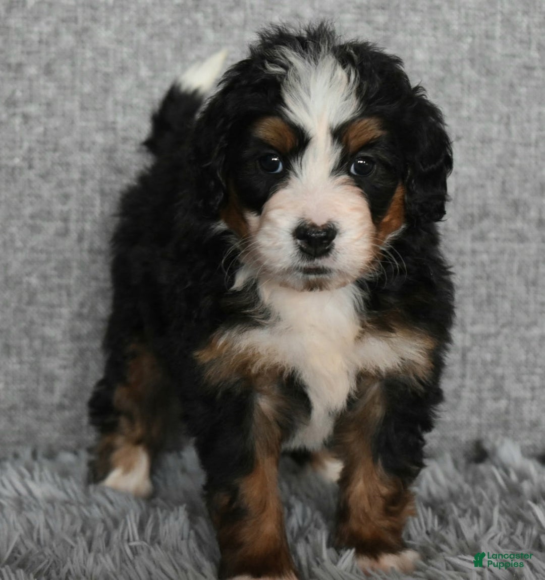 Mini Bernedoodle dogs for sale: Hunter - Ad 3