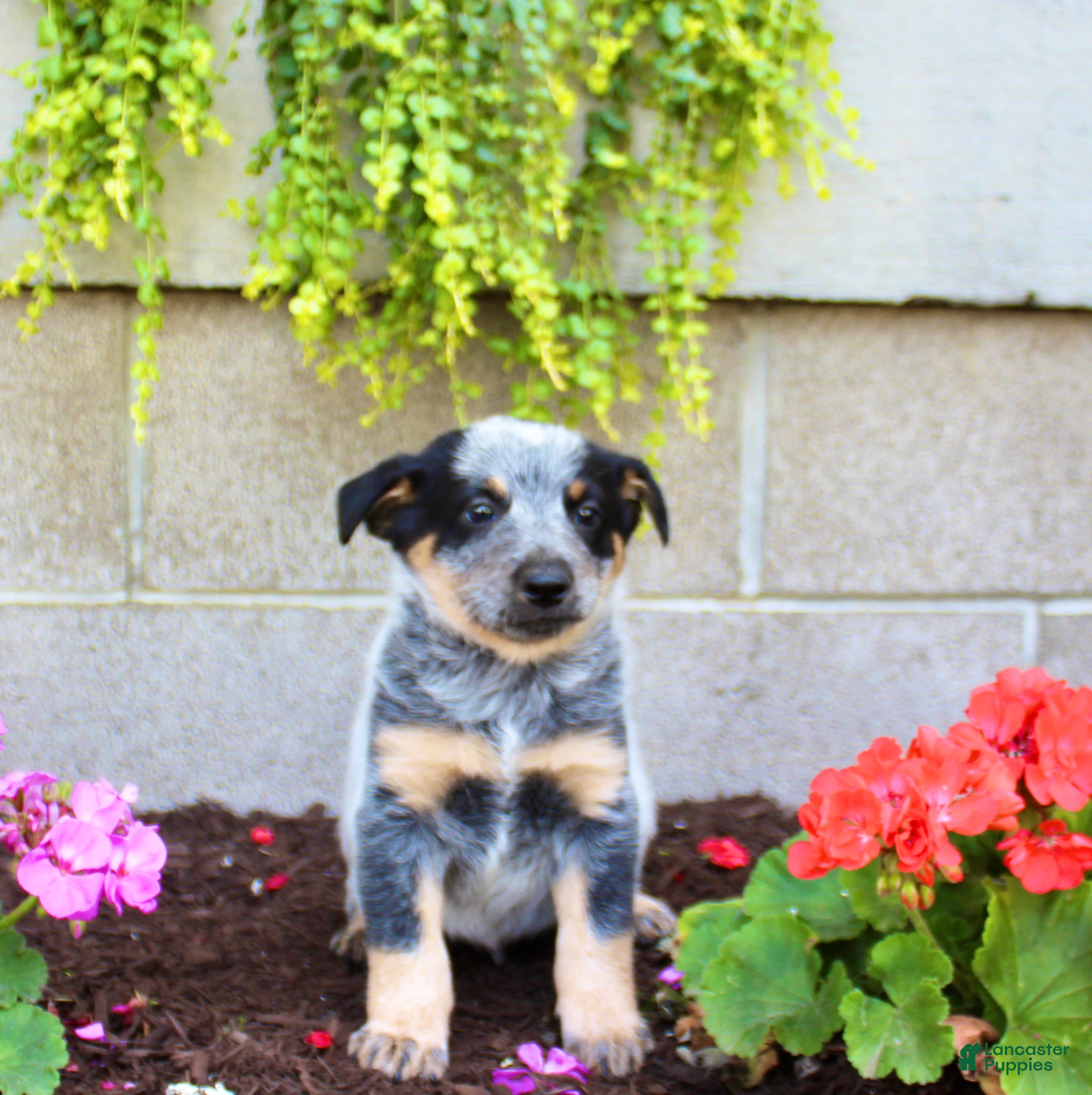 Australian Cattle Dog dogs Buddy - Ad 1