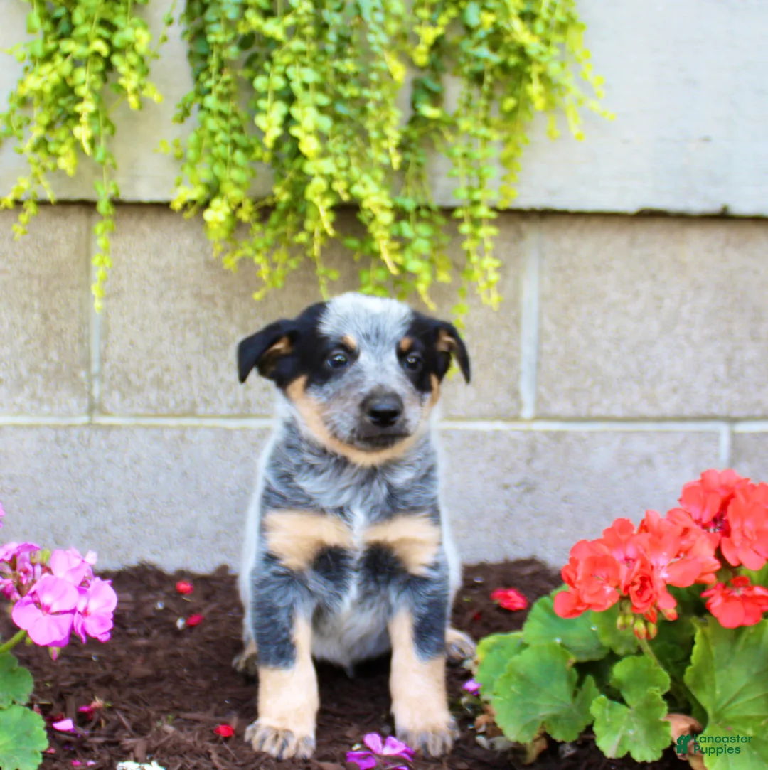 Australian Cattle Dog dogs for sale: Buddy - Ad 1