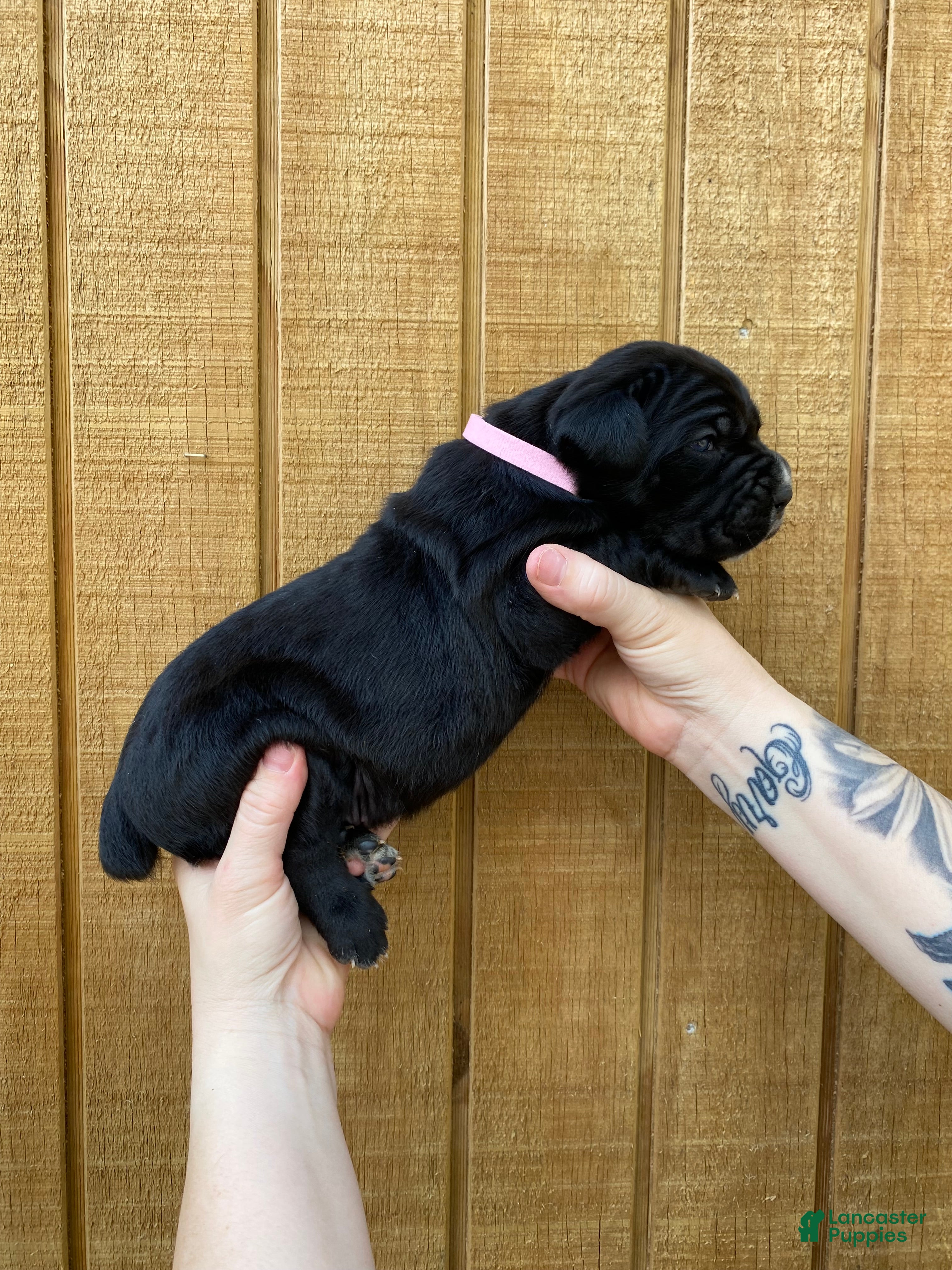 Cane Corso dogs Cane Corso Puppy 3 - Ad 1