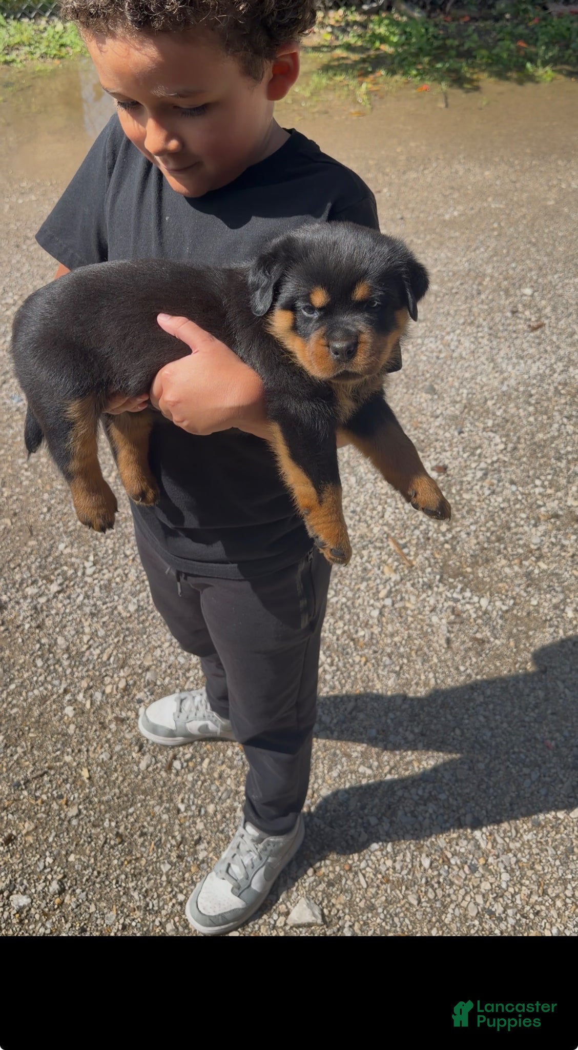 Rottweiler dogs Alexander - Blue Collar - Ad 1