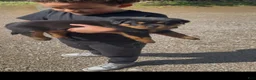 Rottweiler dogs for sale: Alexander - Blue Collar - Ad 1
