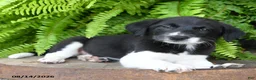Mixed Breed dogs for sale: Jo  - Ad 3