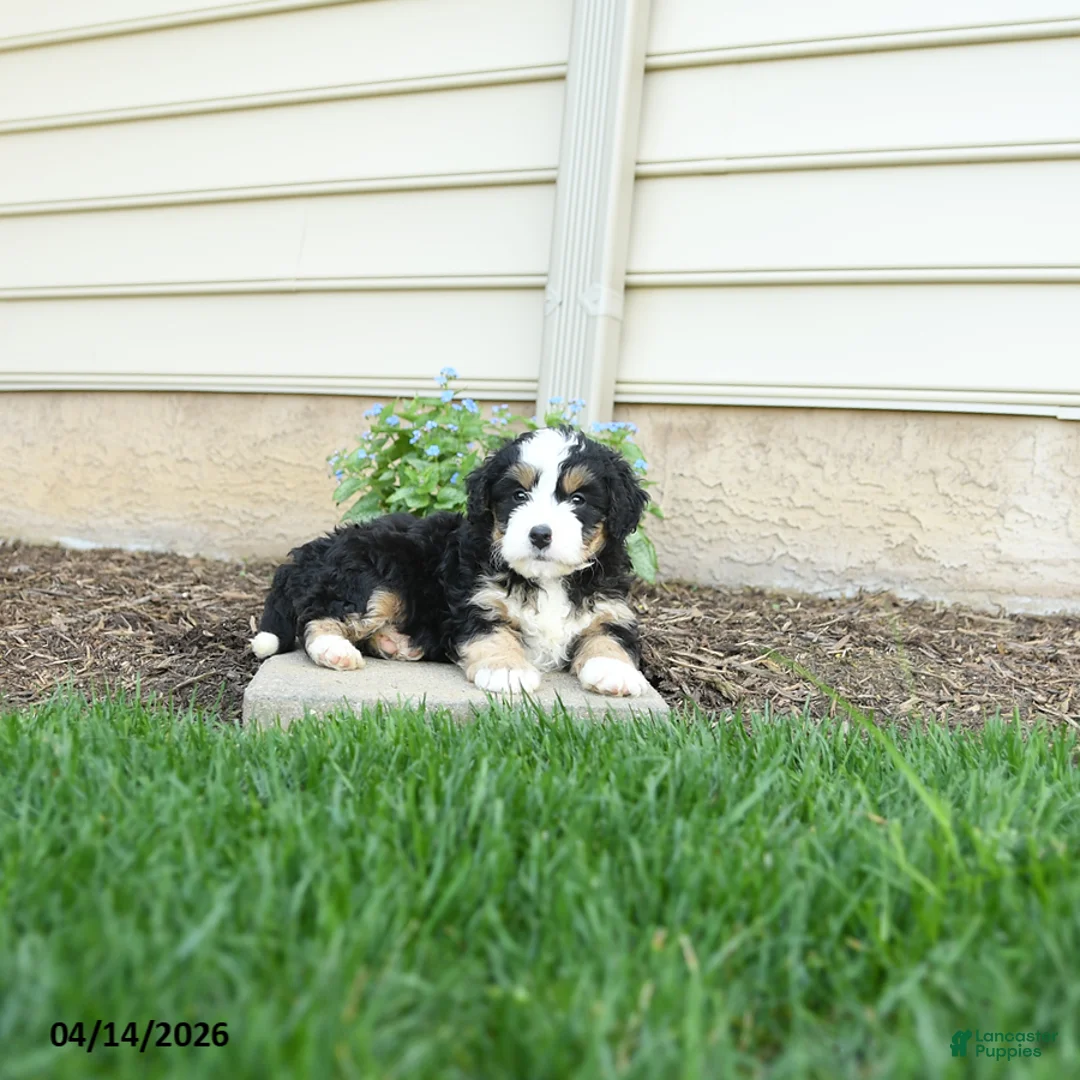 Bernedoodle dogs for sale: Jasper - Ad 5
