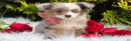 Toy Australian Shepherd dogs for sale: Tiny - Ad 5