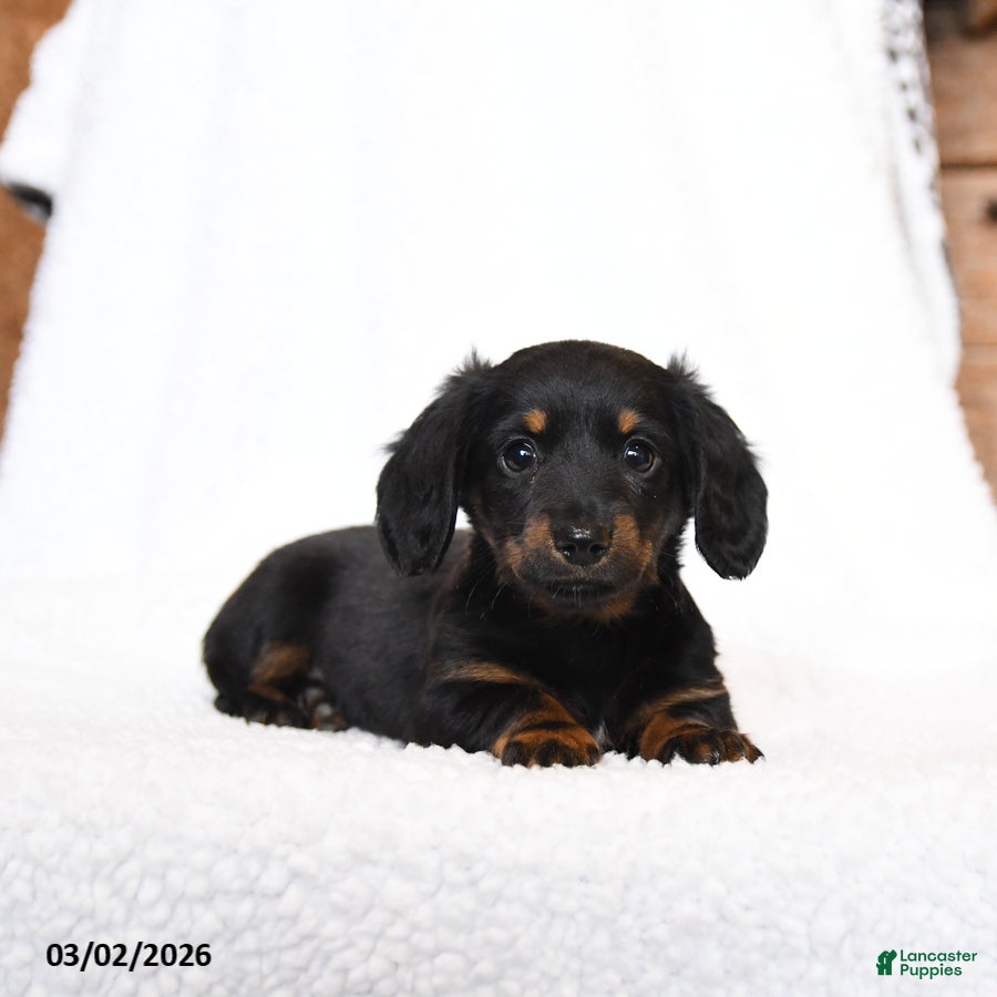 Miniature Dachshund dogs Coco  - Ad 1
