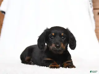 Miniature Dachshund dogs for sale: Coco - Ad 1