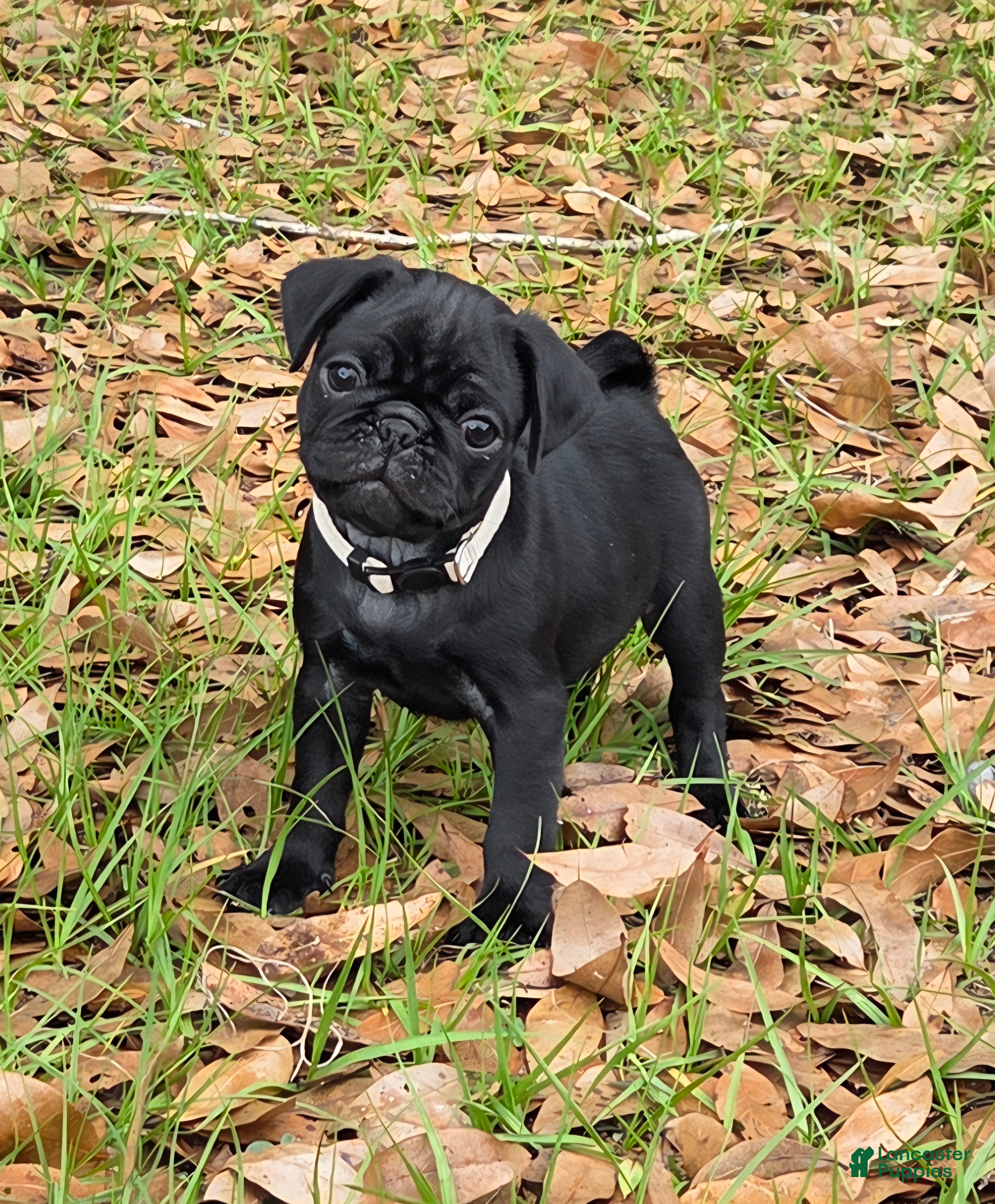 Pug dogs Archie  - Ad 1