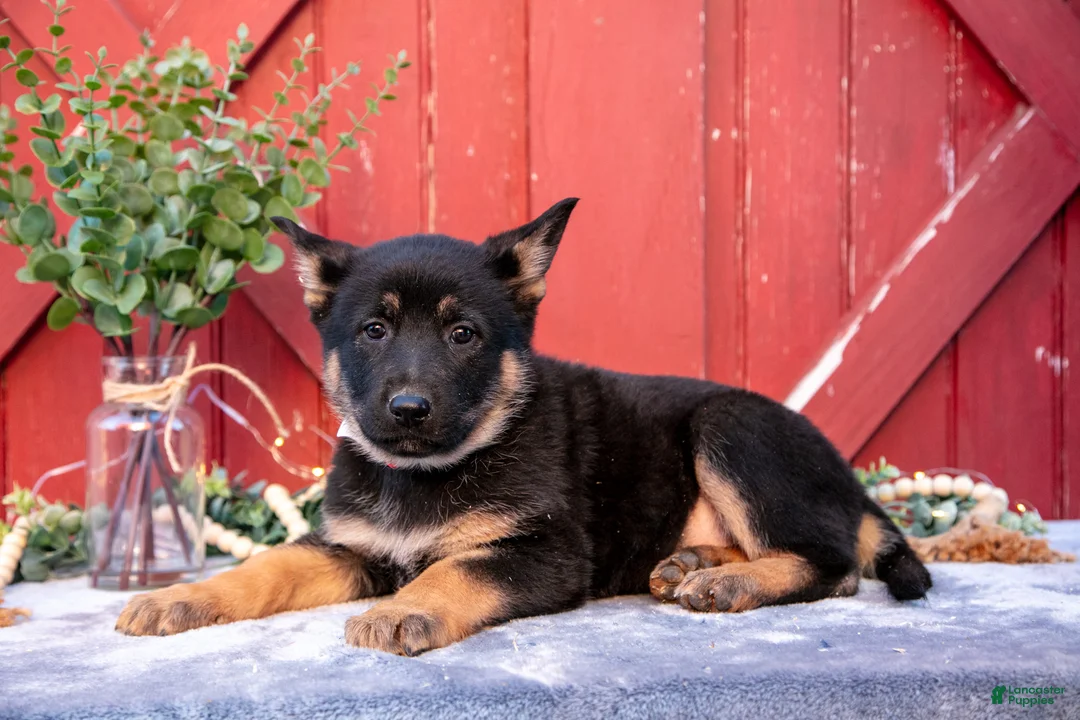 German Shepherd dogs for sale: Addie - Ad 3