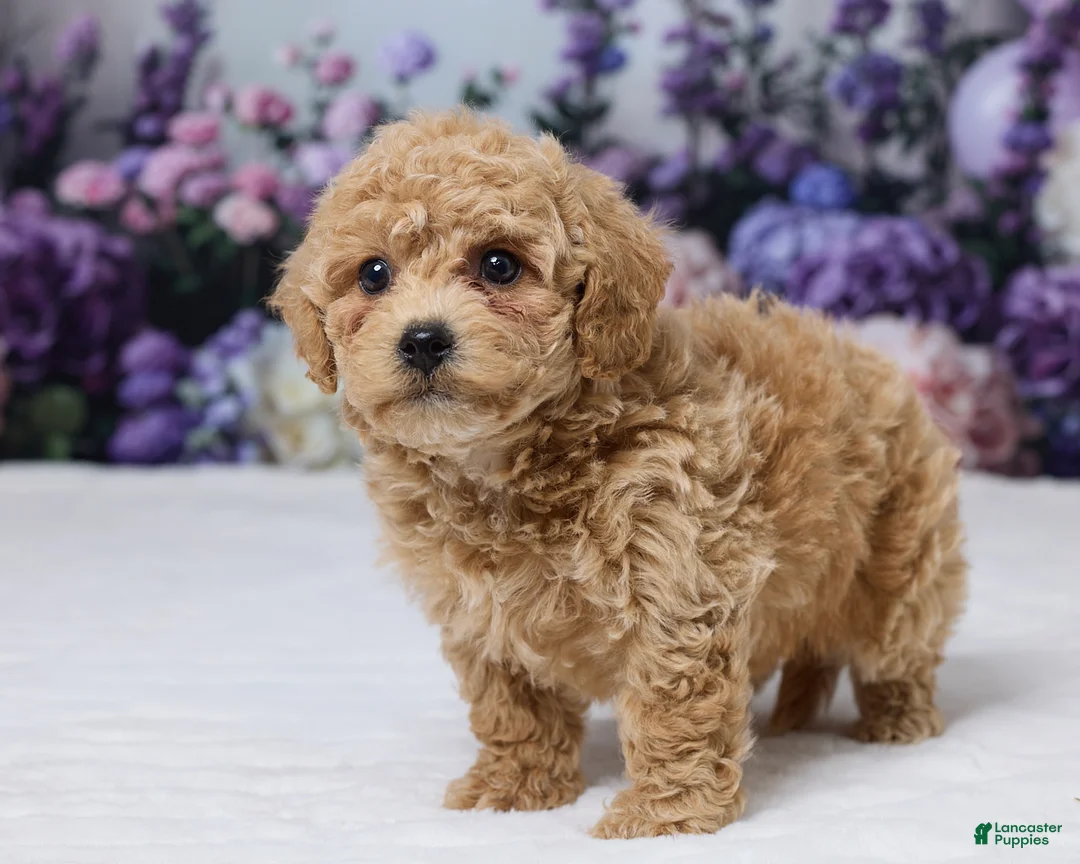 Bichpoo dogs for sale: Duke - Ad 4