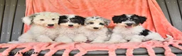 Bichpoo dogs for sale: Stanley - Ad 5