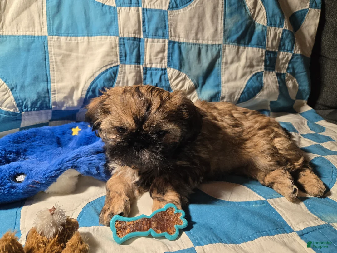 Shih Tzu dogs for sale: Dallas - Ad 29