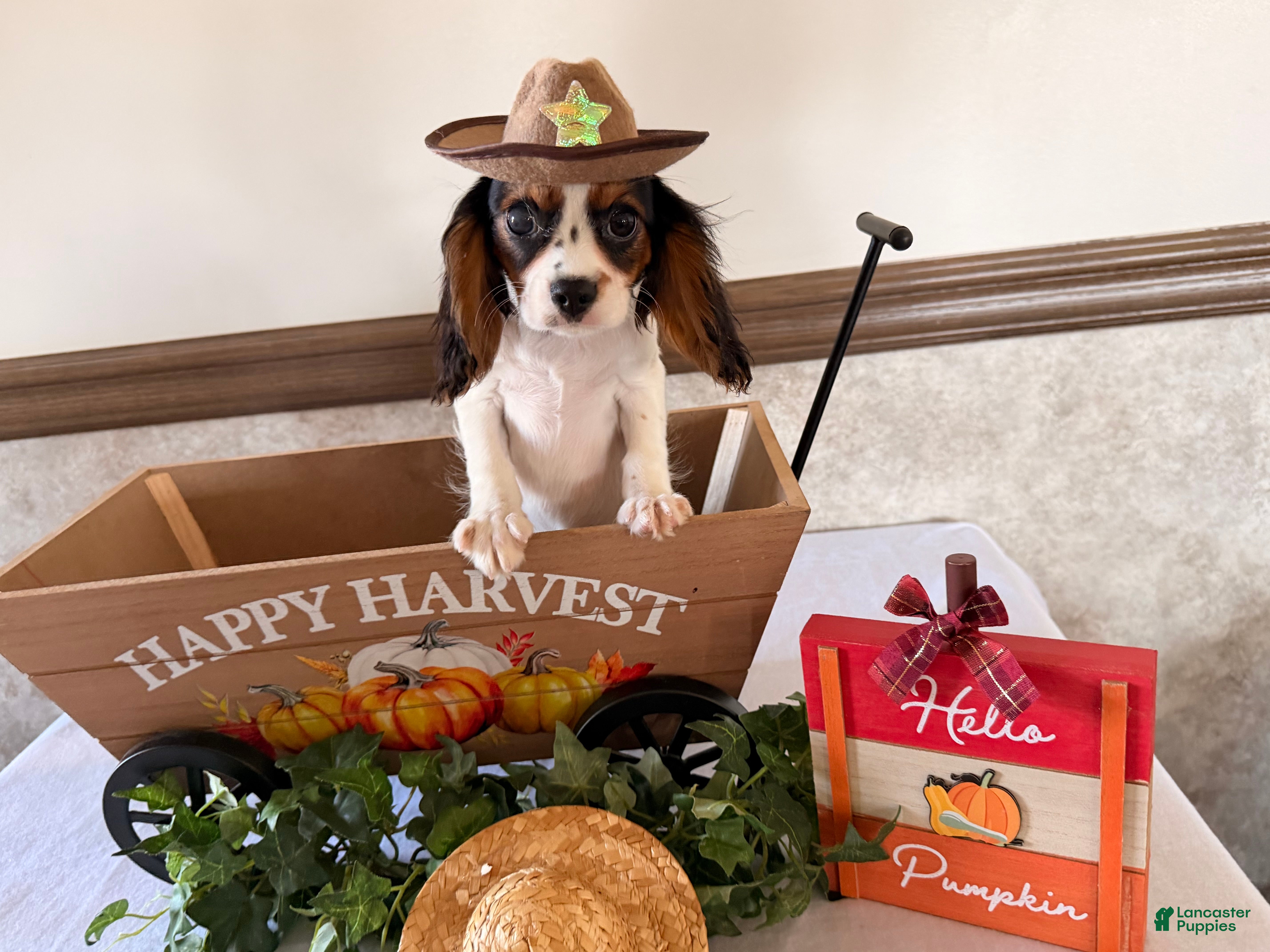 Cavalier King Charles Spaniel dogs Skyler - Ad 1