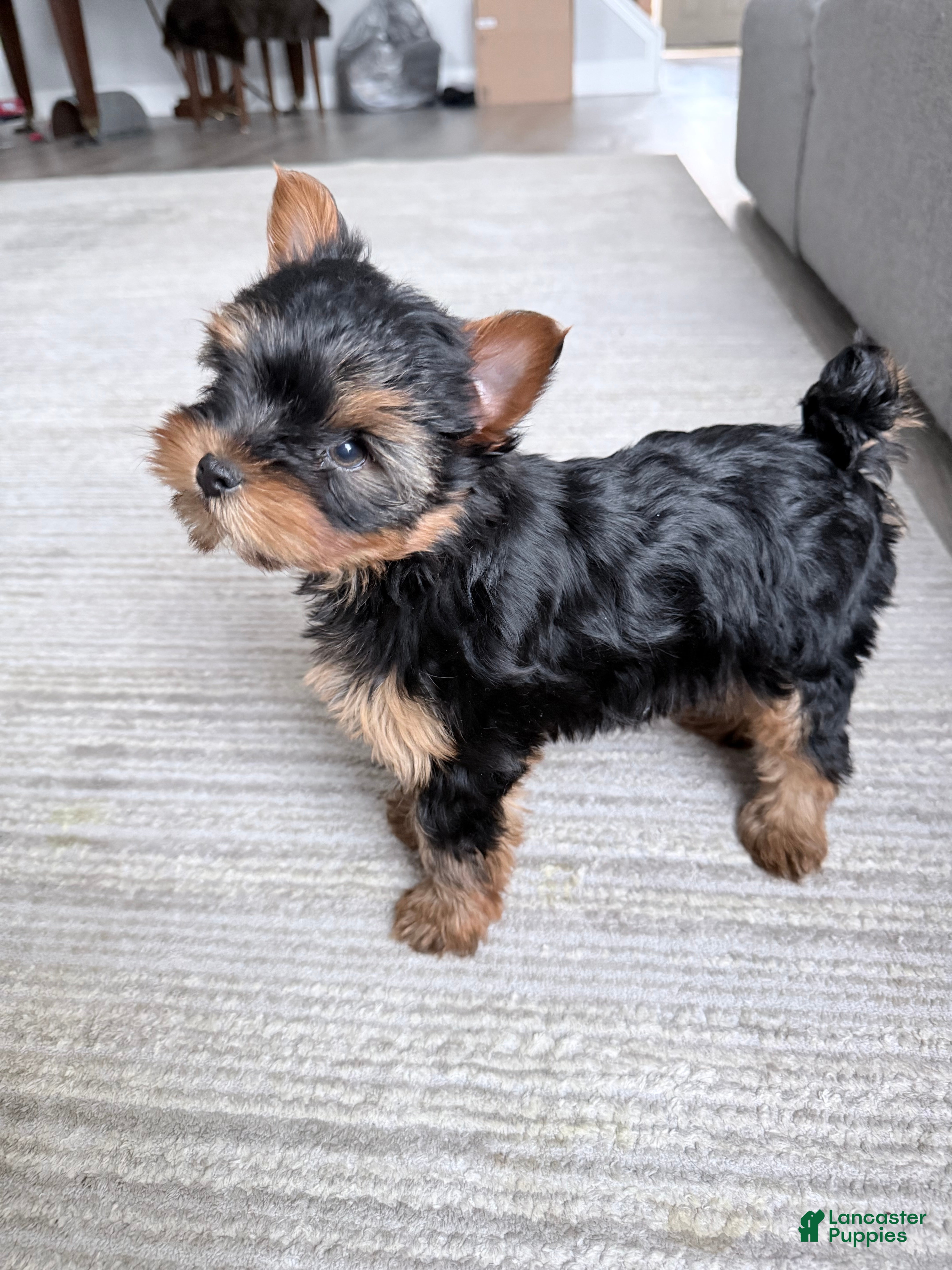 Yorkshire Terrier dogs Yorkshire Terrier Puppy 1 - Ad 1