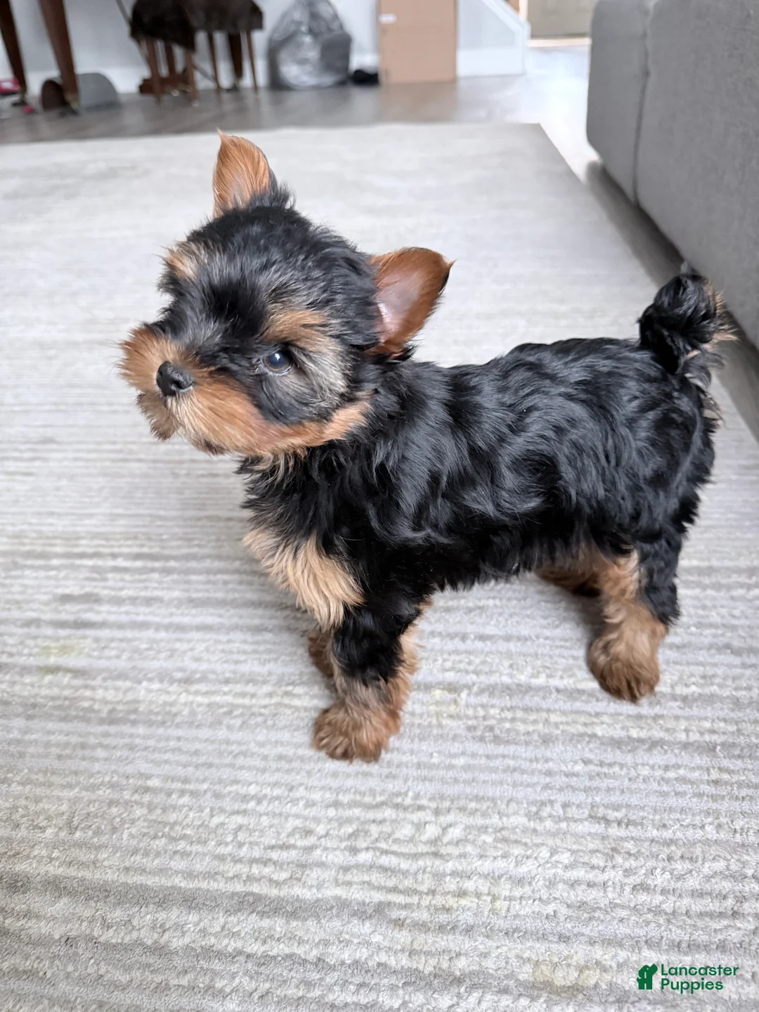 Yorkshire Terrier dogs for sale: Yorkshire Terrier Puppy 1 - Ad 1