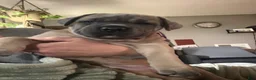 Cane Corso dogs for sale: Formentino - Ad 2