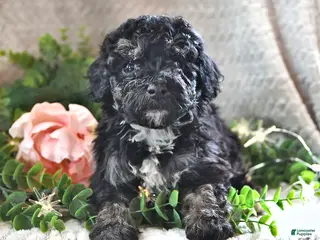 Bichpoo dogs Bijou - Ad 33