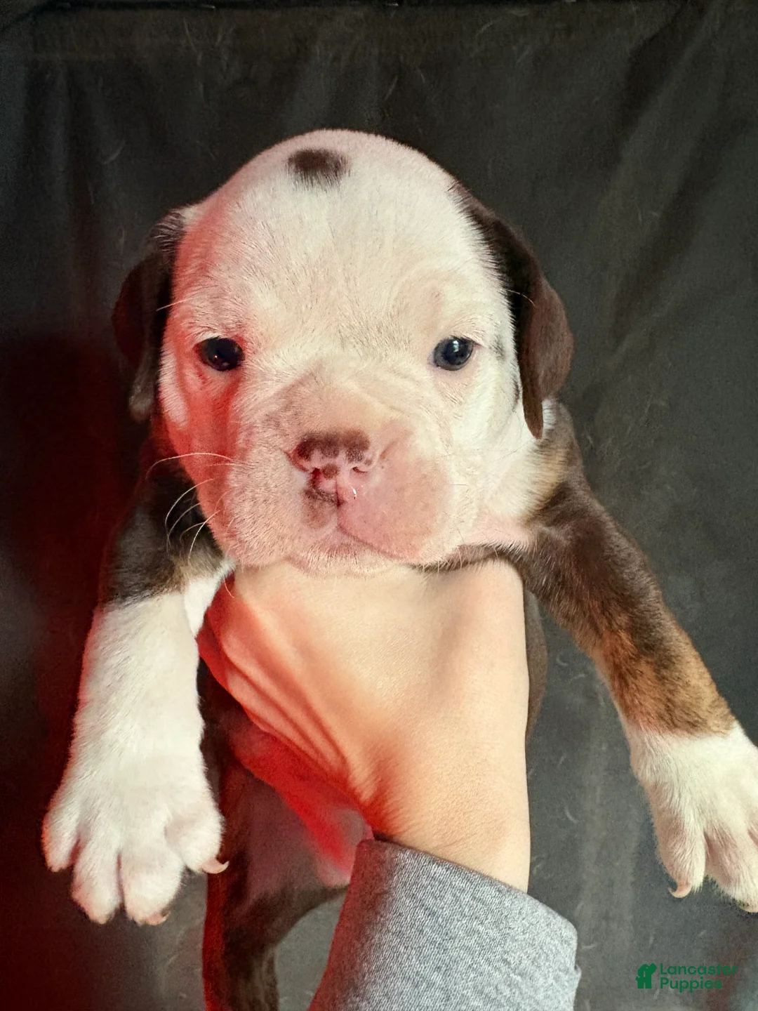 Olde English Bulldogge dogs for sale: Olde English Bulldogge Puppy 4 - Ad 2