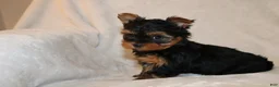 Yorkshire Terrier dogs for sale: Pixie - Ad 7
