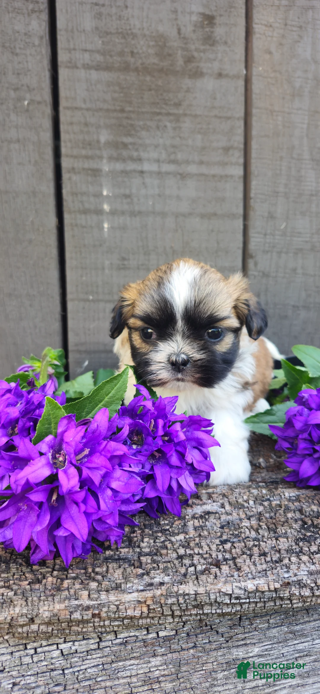 Teddy Bear dogs for sale: Sandra - Ad 5