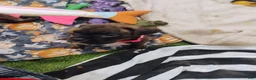 Boxer dogs for sale: Boxer 7 - Ad 3
