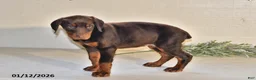 Doberman Pinscher dogs for sale: Daisy - Ad 5