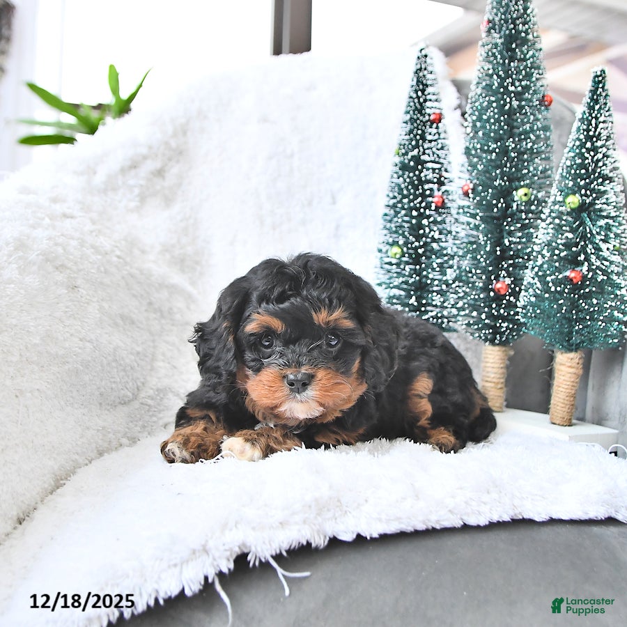 Cavapoo dogs Comet - Ad 10