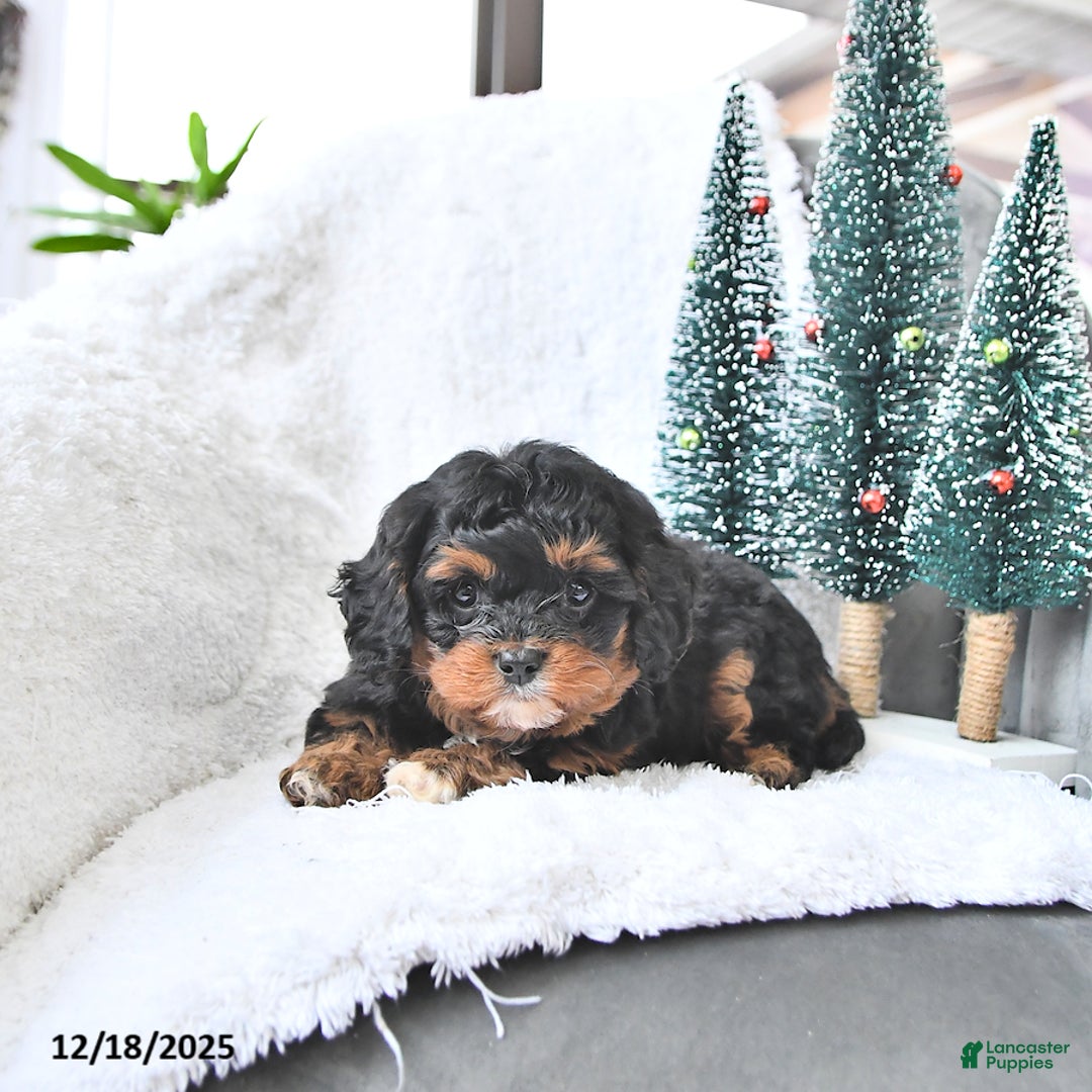 Cavapoo dogs for sale: Comet - Ad 1