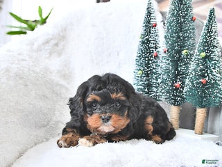 Cavapoo dogs Comet - Ad 10
