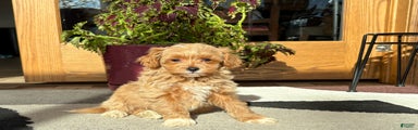 Maltipoo Puppy 4 male 