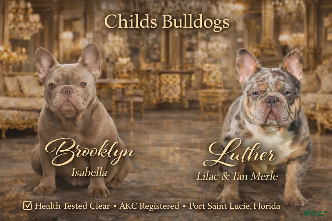 French Bulldog dogs for sale: Empire  - Ad 2