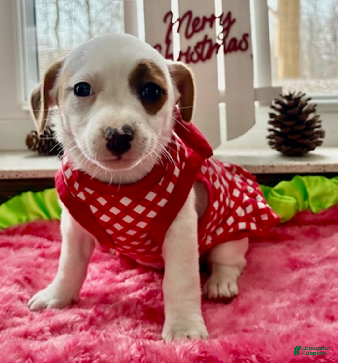 Jack Russell Terrier dogs for sale: Isabelle - Ad 5