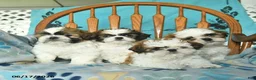 Shih Tzu dogs for sale: Ollie  - Ad 5