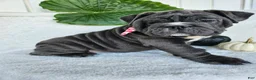 English Bulldog dogs for sale: Aurora - Ad 3