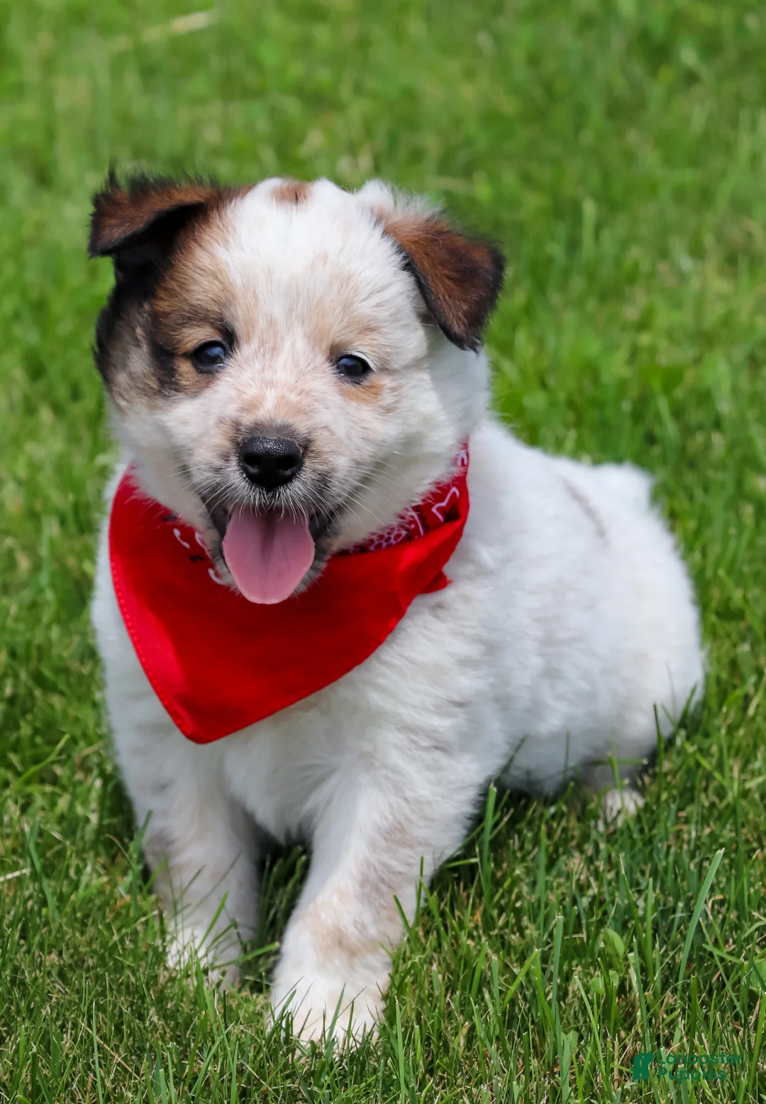 Australian Cattle Dog dogs for sale: Ember - Ad 1