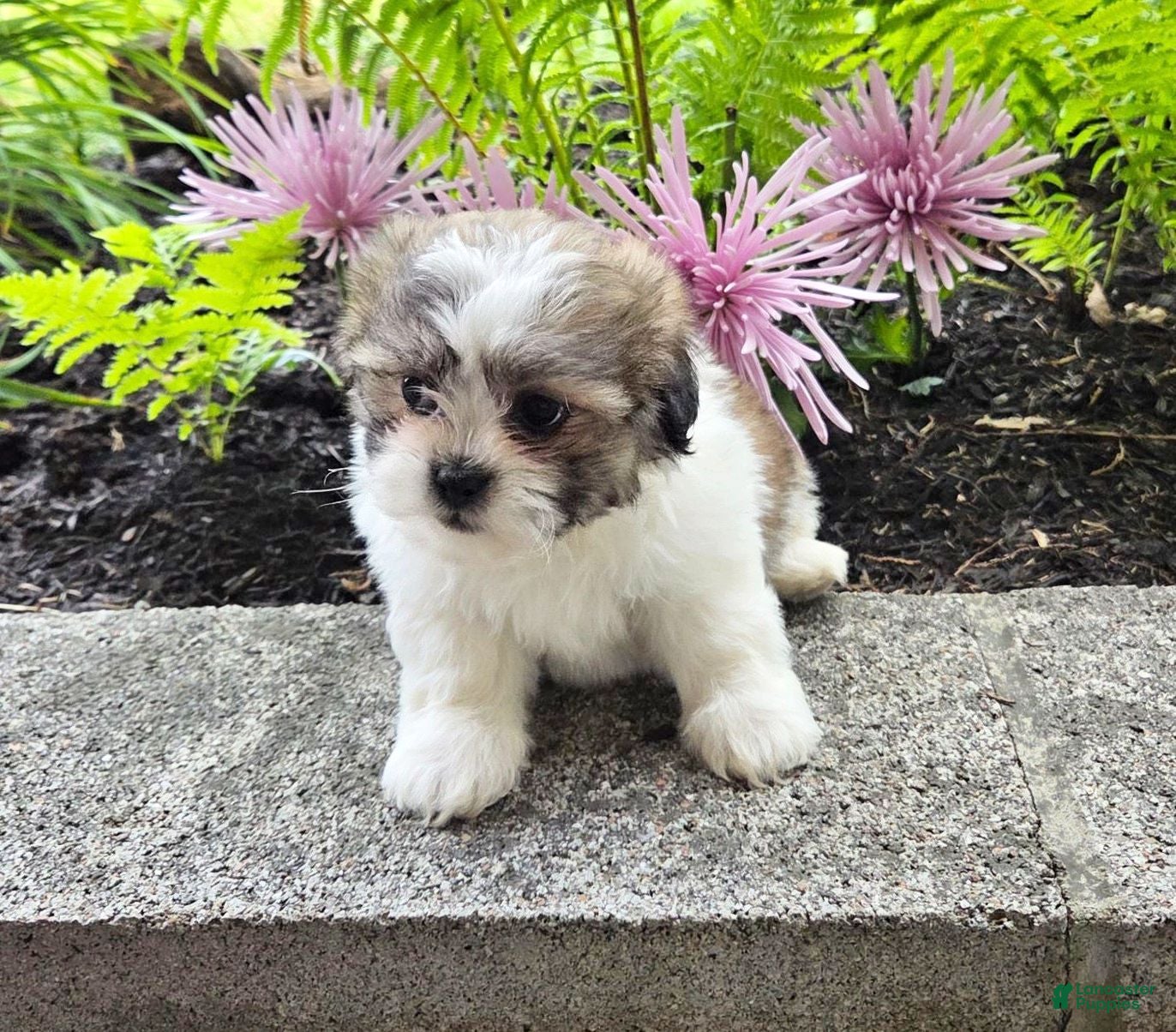 Teddy Bear dogs Sherry - Ad 1