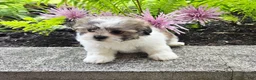 Teddy Bear dogs for sale: Sherry - Ad 1