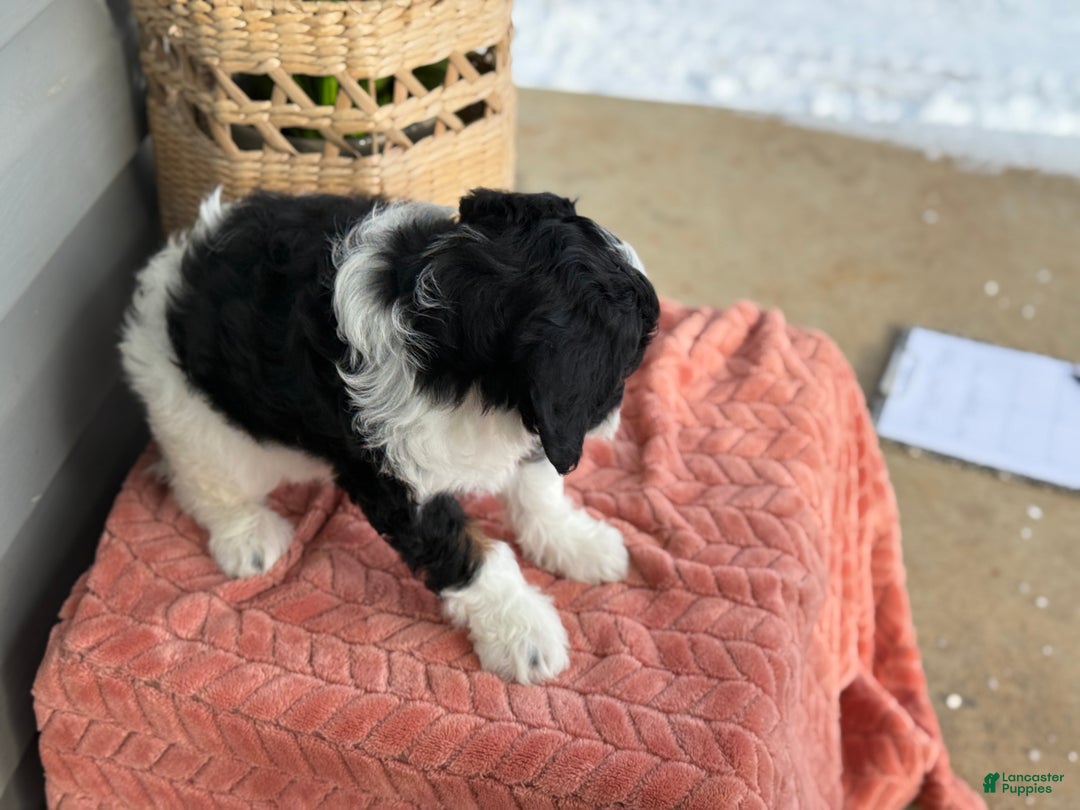 Mini Bernedoodle dogs for sale: Foxy - Ad 10