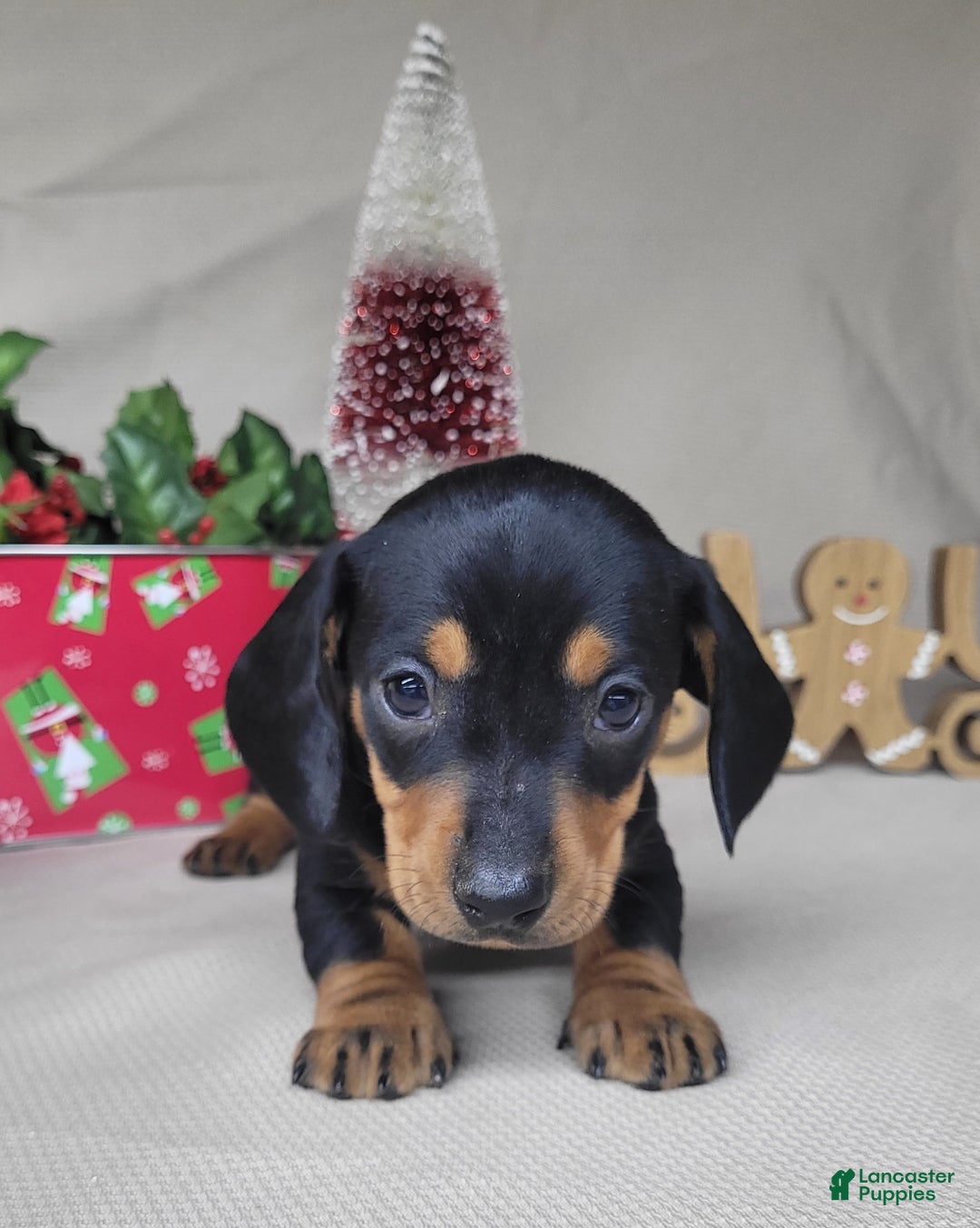 Miniature Dachshund dogs for sale: AKC Thor - Ad 1