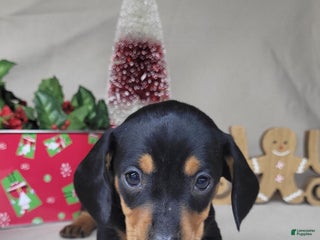 Miniature Dachshund dogs AKC Thor - Ad 40