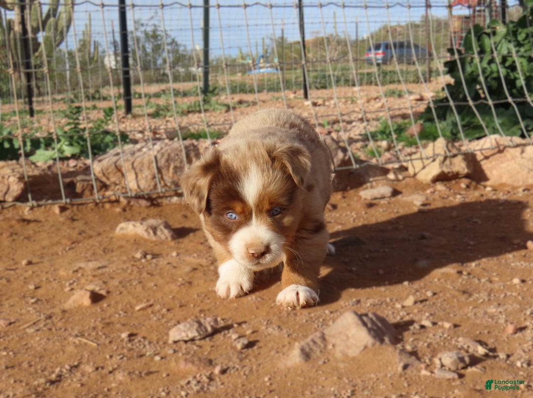 Miniature Australian Shepherd dogs for sale: Second red merle girl with blue eyes - Ad 5