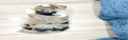Mini Bernedoodle dogs for sale: Penny - Ad 5
