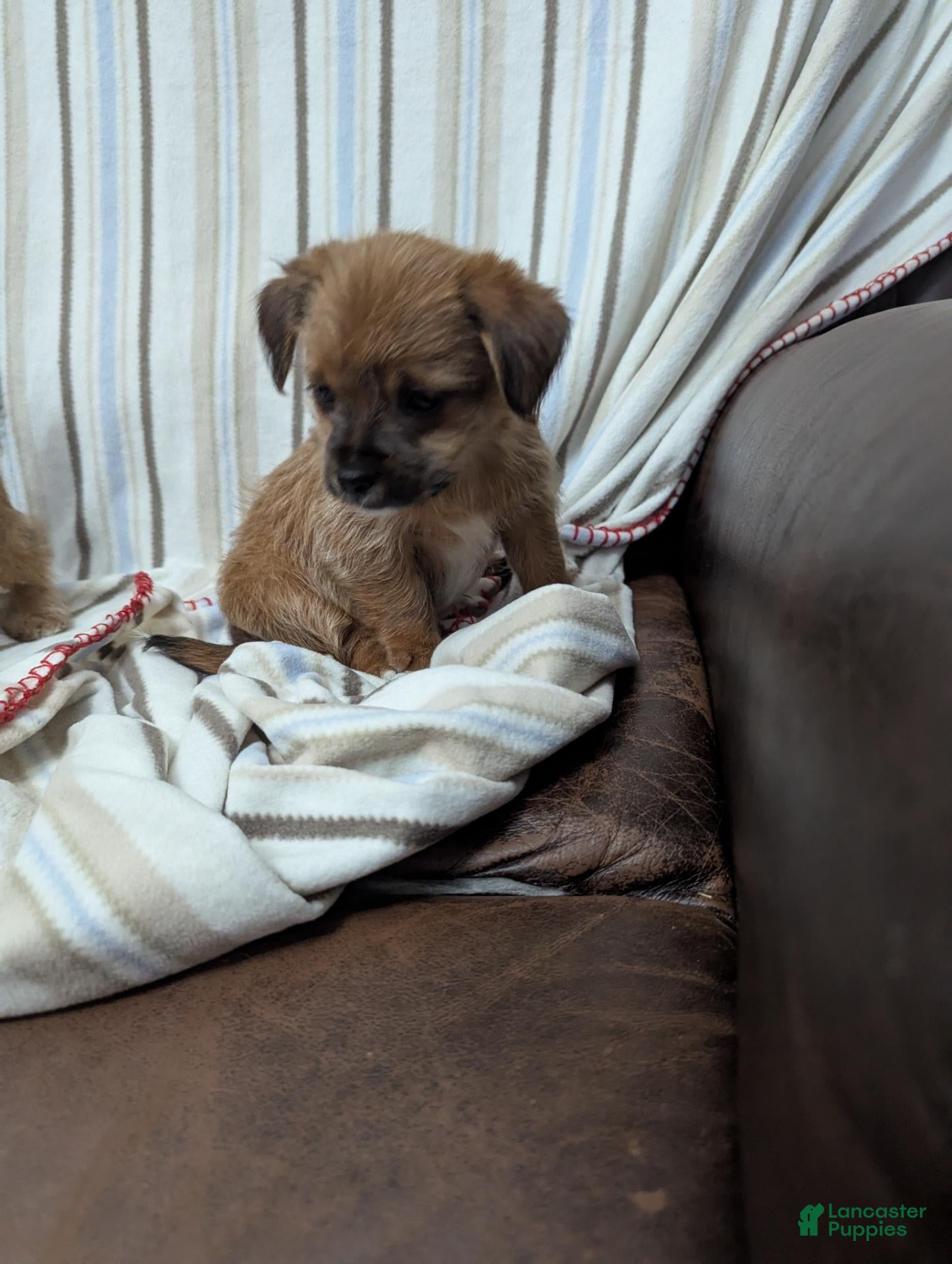 Shorkie dogs Shorkie 1 - Ad 2