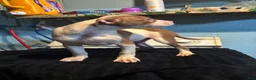 American Staffordshire Terrier dogs for sale: American Staffordshire Terrier 3 - Ad 3