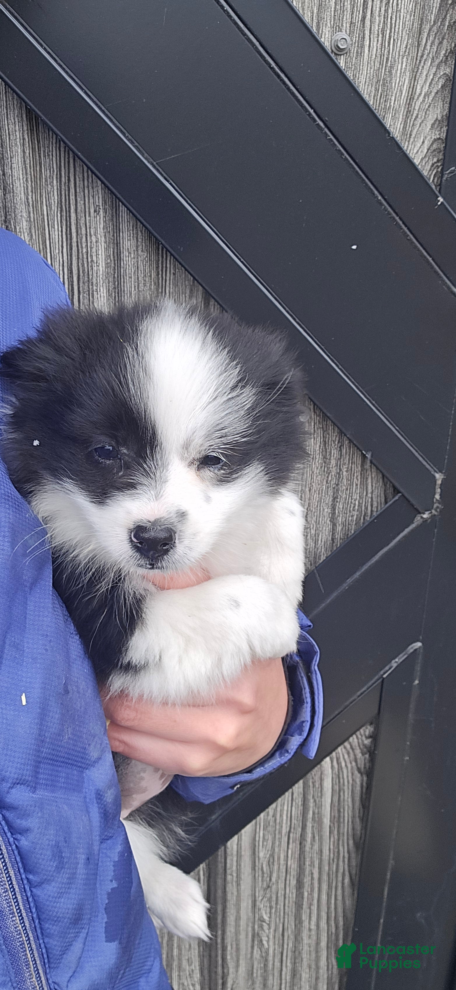 Pomapoo dogs Pomapoo Puppy 1 - Ad 2