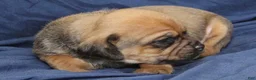 Puggle dogs for sale: Chewy - Ad 22